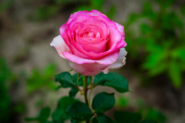 A single pink rose in full bloom, its petals gently unfurling