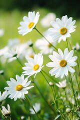 Fototapeta premium Fresh White Daisies Flowering in a Sunny Garden with Green Background : Generative AI