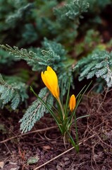 Beautiful yellow crocus petals blooming in sunlight, paired with fresh green branches and soil.