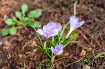 A field of crocuses, bathed in sunlight with selective focus and defocused details.