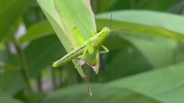 Close up view of a grasshopper sitting on a green leaf