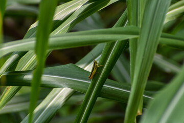 Obraz premium dew on the grass