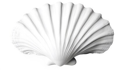 A white beach shell, clean white background, transparent isolate