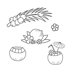 Coconuts black line vector illustration, Sri Lanka, Maillard reaction. Palm leaves with fruits, Royal coconut on palm branch. Doodle Coconut cocktail with straw, tropical flowers, umbrella.