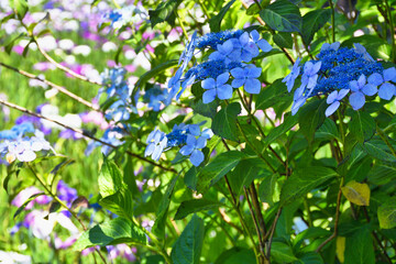 本土寺　美しい紫陽花（あじさい,アジサイ）と花菖蒲　コピースペースあり（日本千葉県松戸市）　Hondo-ji Temple （Hondoji Temple)　Beautiful hydrangea and irises　with copy space (Matsudo City, Chiba Prefecture, Japan)