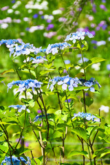 本土寺　美しい紫陽花（あじさい,アジサイ）と花菖蒲　コピースペースあり（日本千葉県松戸市）　Hondo-ji Temple （Hondoji Temple)　Beautiful hydrangea and irises　with copy space (Matsudo City, Chiba Prefecture, Japan)