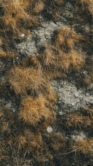 Textured ground covered in dry grass and stones.