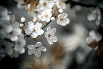 Cherry blossom branch in the garden in spring
