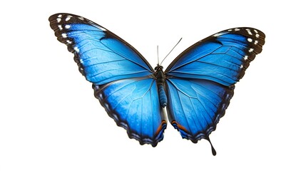 A beautiful blue butterfly, clean white background, transparent isolate
