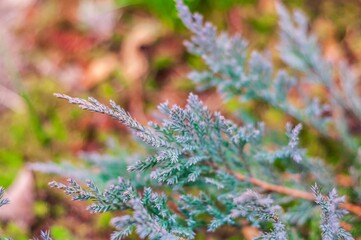 A captivating close-up of a blue juniper branch, its delicate texture enhanced by a softly blurred background.