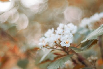 A cluster of delicate white hawthorn flowers is softly illuminated by a warm, diffused light.