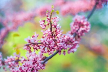 Fototapeta premium Delicate pink blossoms adorn a vibrant Eastern Redbud branch, signaling the arrival of spring.