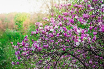 Obraz premium Beautiful magnolia tree blooms profusely in the spring, displaying its vibrant pink and purple flowers.
