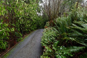path in the park between green plants