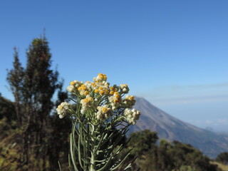 white and yellow flower arrangements with mountains in the background