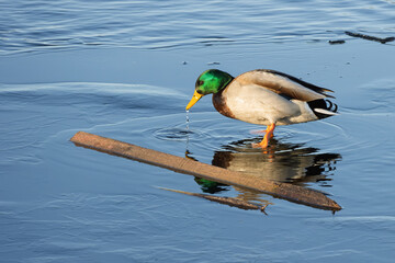 A single male duck gracefully wades along a frozen pond