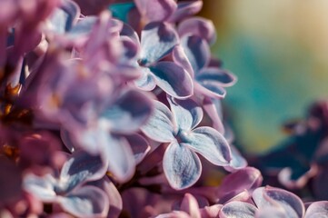 A captivating close-up reveals the delicate details and soft hues of vibrant lilac blossoms.
