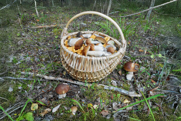 Gathering wild mushrooms in a forest with a woven basket on a clear day