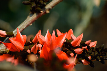 Fototapeta premium vibrant palash blossoms a celebration of nature