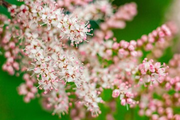 A delicate dance of white and pink meadowsweet blossoms creates a dreamy botanical close-up.