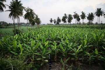 インド　hampi 　世界遺産