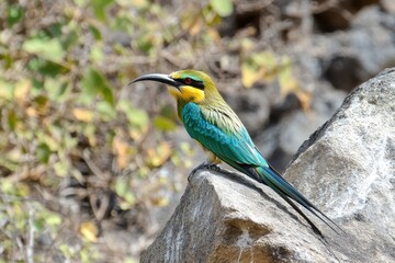 Beeeater bird displays unique behavior while throwing out an intriguing riddle in its natural habitat, bee-eater throws out a riddle, interesting moment
