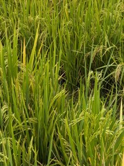 Fototapeta premium panorama of agrarian rice fields landscape in Central Java, like a terraced rice fields ubud Bali Indonesia 