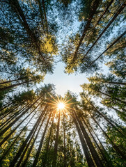 Majestic view of sunlight streaming through towering pine trees in a forest : Generative AI