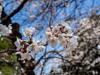 満開の桜の花　長野県