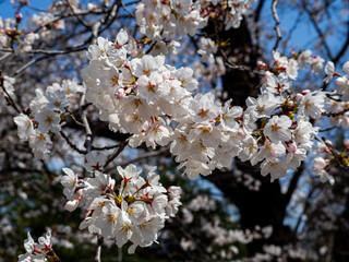 満開の桜の花　長野県
