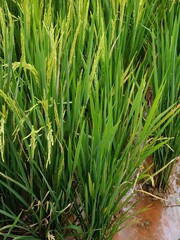 panorama of agrarian rice fields landscape in Central Java, like a terraced rice fields ubud Bali Indonesia	