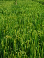 panorama of agrarian rice fields landscape in Central Java, like a terraced rice fields ubud Bali Indonesia	