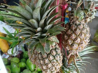 Obraz premium Pineapples have thorns on them and their bodies are uneven, ripe pineapples are yellow