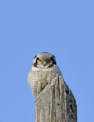 great horned owl