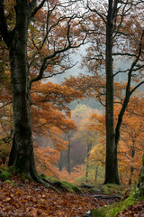 Obraz premium Scenic Autumn Forest Pathway with Vibrant Foliage and Majestic Trees : Generative AI