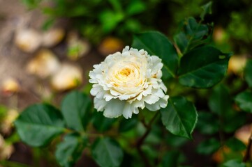 A single, creamy white rose with a tightly furled center blooms in a garden setting