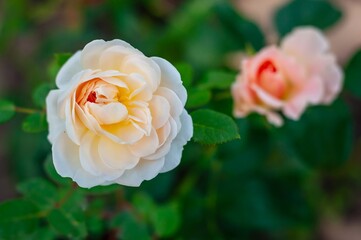 A delicate Crocus Rose in full bloom with soft petals, vibrant greenery, and a blurred background.