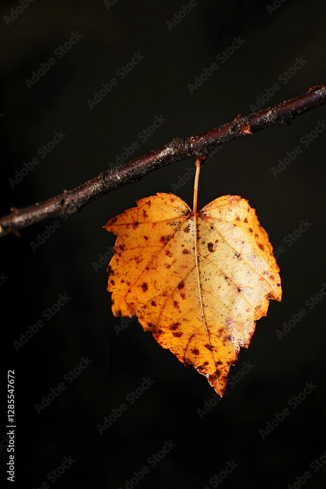 Poster single autumn leaf on branch against dark background in minimalistic nature scene : generative ai