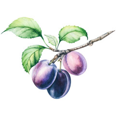Beautiful watercolor illustration of plums on a branch. Rumors on a branch with leaves.Botanical illustration.Isolated illustration