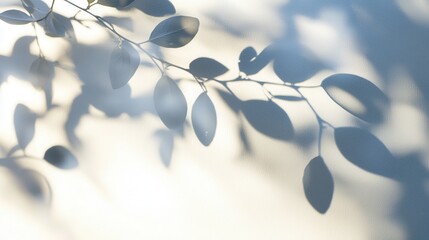 Delicate Shadows of Leaves on Soft Background in Natural Light