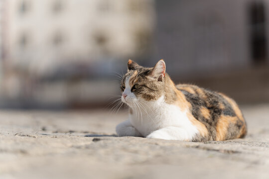 Calico-Katze