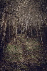 Mysterious and haunted forest.