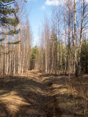 spring forest on a sunny day