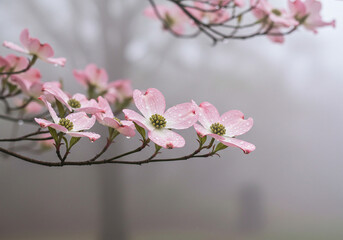 Obraz premium Misty Dogwood Blossoms: A Serene Spring Morning