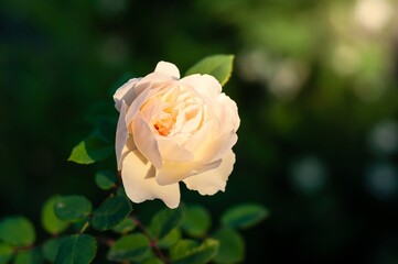 A delicate, pale cream rose blossoms in the warm sunlight, its petals gently opening against a soft green background.