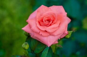 Close-up view of a delicate coral pink rose in full bloom, showcasing its soft petals and vibrant color against a green backdrop.