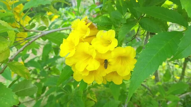 honey bee on trumpet flowers (Tecoma stans) in the garden