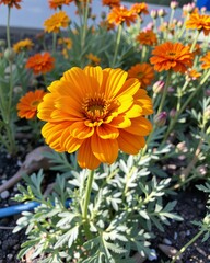 Fototapeta premium A vibrant orange flower stands out among a cluster of similar blooms, showcasing lush green foliage in a sunny garden setting.