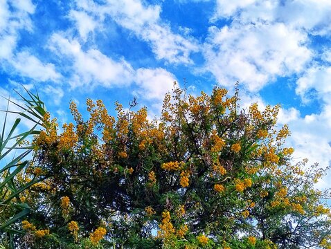 autumn tree with blue sky