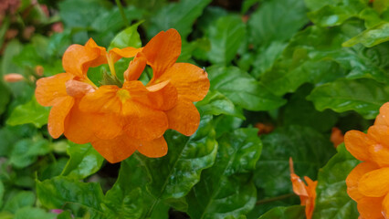 Vibrant Orange Crossandra Flowers Lush Green Foliage Natural Garden Setting